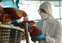 EE.UU.: Detectan mutaciones que hacen más agresiva a la gripe aviar H5N1