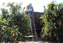 Zafrales del citrus exigen respuestas: La demora del seguro especial golpea a las familias trabajadoras