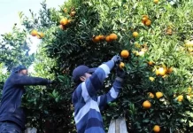 Subsidio por desempleo para trabajadores citrícolas