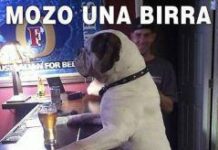 Un viejo lobo de bar