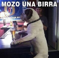 Un viejo lobo de bar