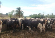 DILAVE consolida el primer registro nacional de enfermedades animales