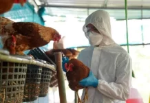 MGAP declara emergencia sanitaria nacional por Influenza Aviar H5