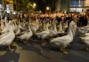 La marcha de los gansos en Países Bajos, tradición, cultura y encanto colectivo