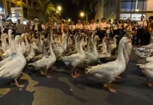 La marcha de los gansos en Países Bajos, tradición, cultura y encanto colectivo