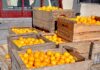 Camposol realizó una donación de naranjas destinada al Sistema de Comedores