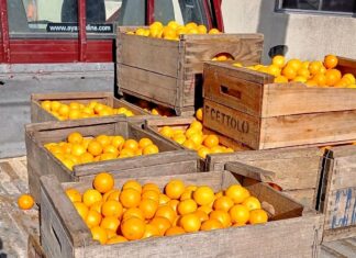 Camposol realizó una donación de naranjas destinada al Sistema de Comedores