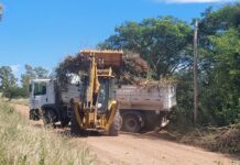 Gobierno de Salto informa fechas de recolección de restos de poda