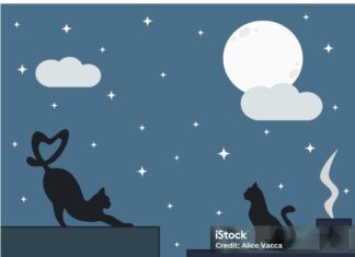 LA GATA DE LA LUNA
