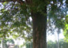 EL ÁRBOL QUE SABE TODO DE FERRO CARRIL: ¡Cuántas historias guarda este árbol!