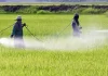 Agrotóxicos en Uruguay: ¿Qué sabemos sobre lo que respiramos, comemos y bebemos?