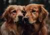 El dulce engaño del dolor de un Golden Retriever